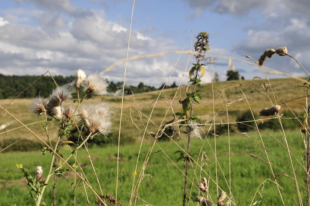 Agroturystyka Orzechowe Wzgorze Orzechowo  ภายนอก รูปภาพ